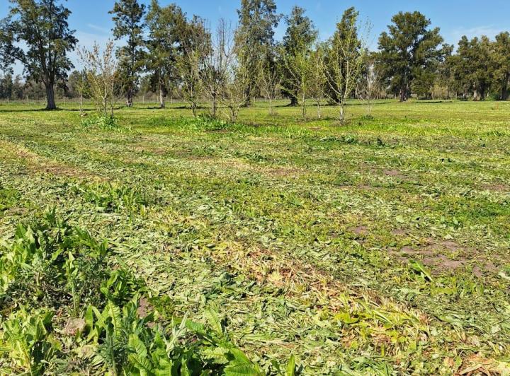 Terreno · 980m²