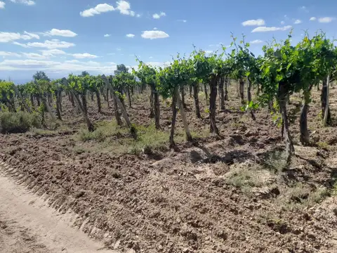 Venta finca 44 has con viñedos lavalle mendoza