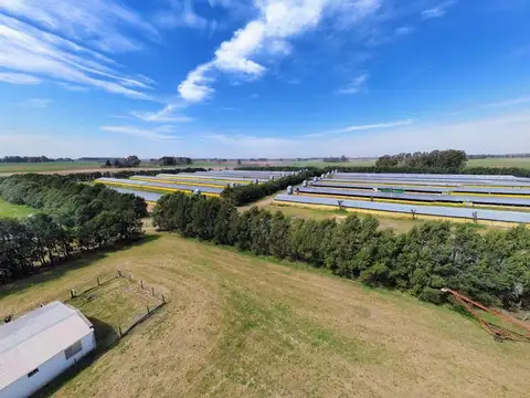 Granja avicola - producción a gran escala