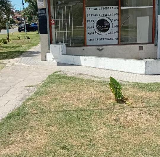 Local comercial · 37m²
