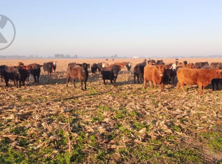 Campo · 470000m²