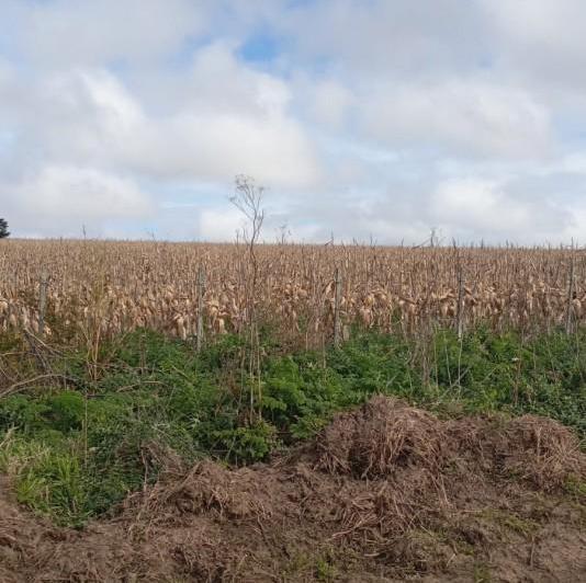 Campo · 50ha