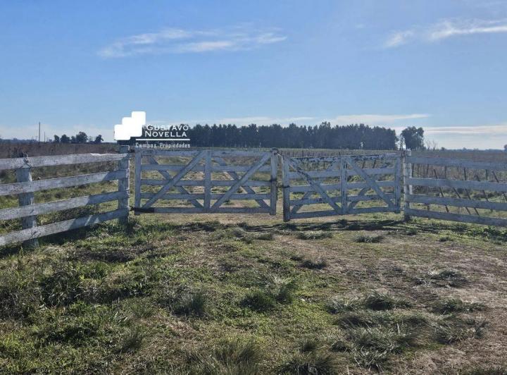 Campo · 220ha