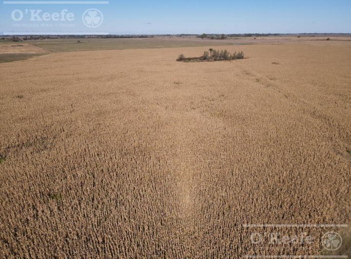 Campo · 178ha