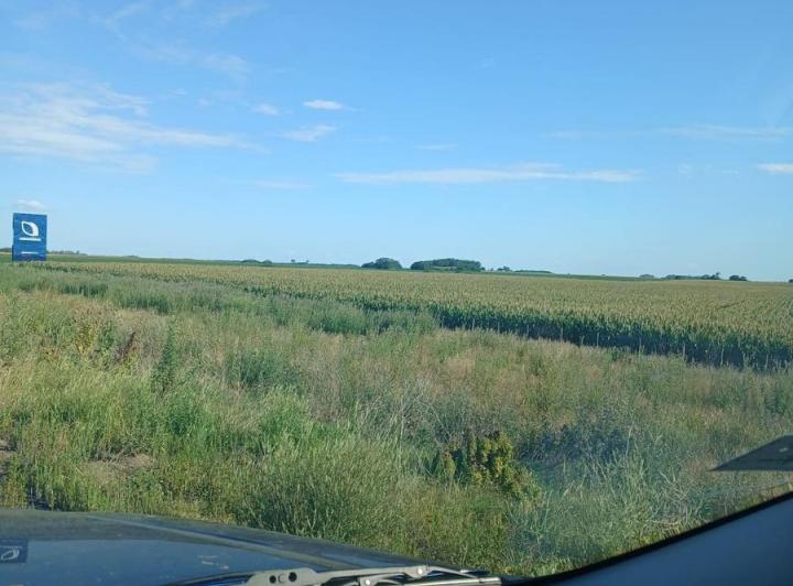Campo · 630000ha