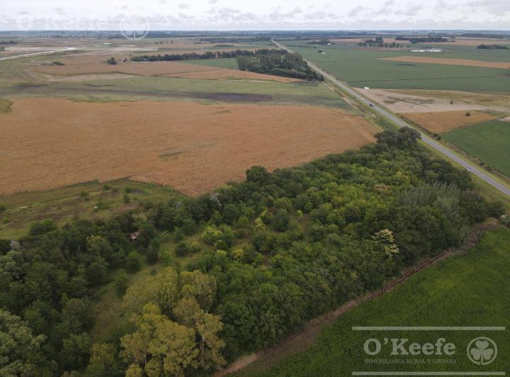 Campo · 42000ha