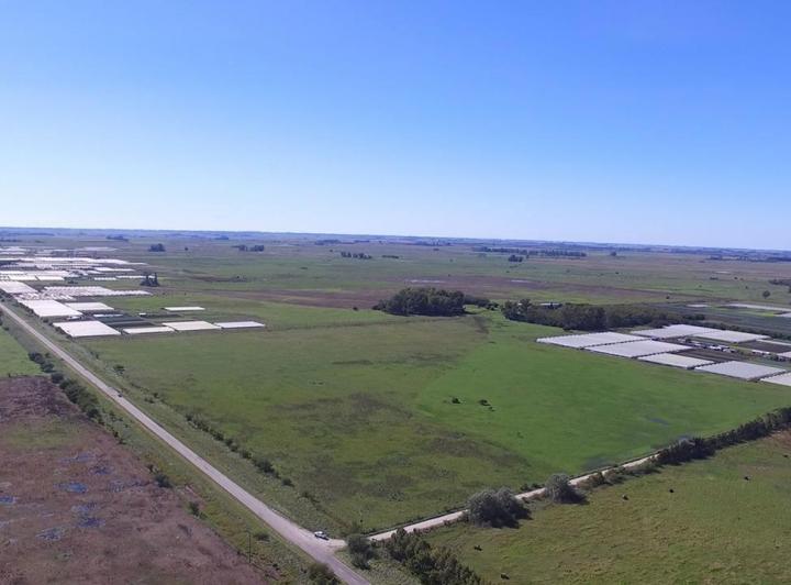 Campo · 600ha