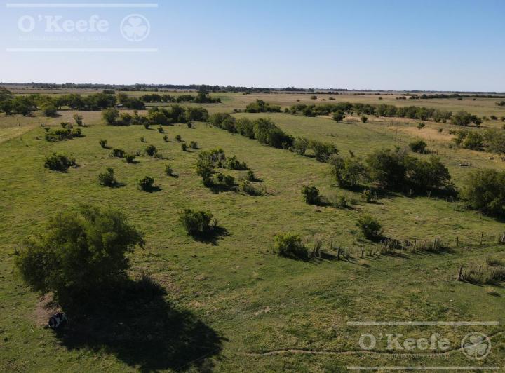 Campo · 137ha