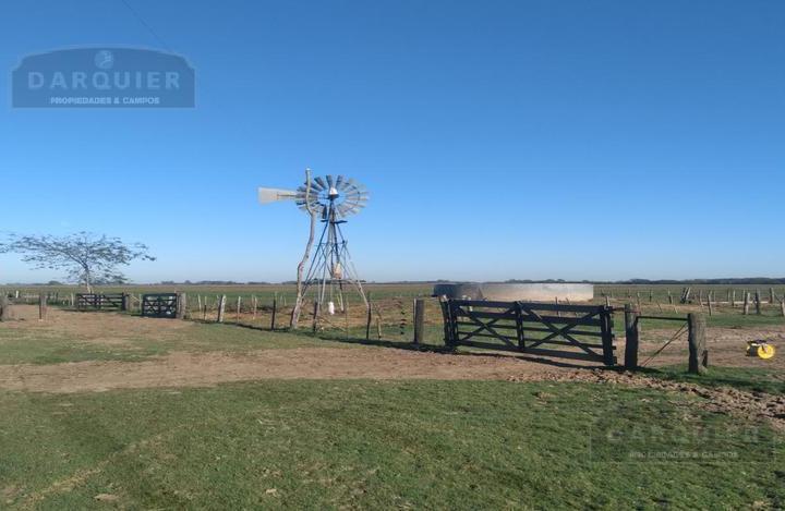 Campo