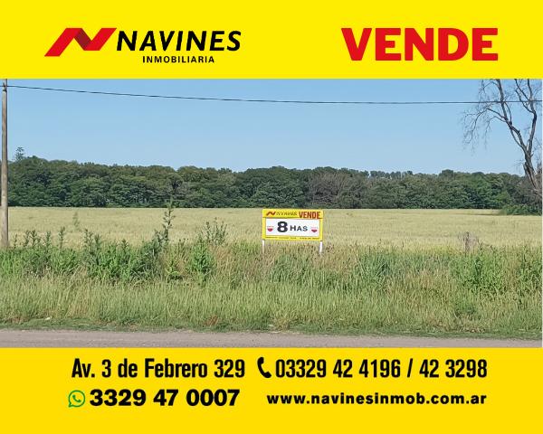 Campo