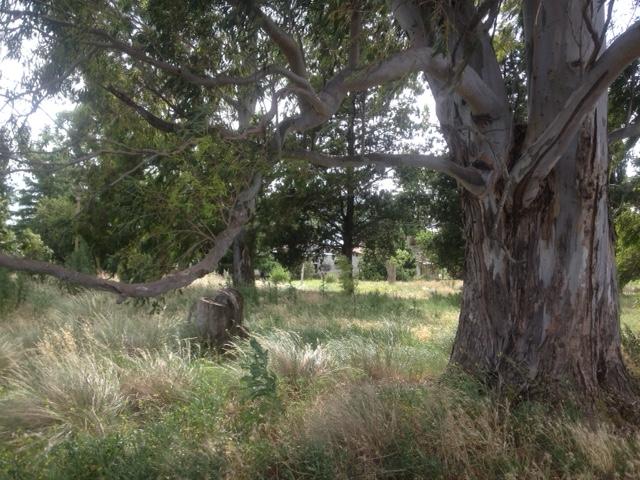 Campo · 62ha