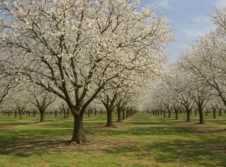 Campo · 2980000m²