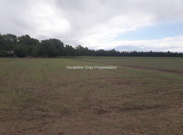 Campo · 240000m²
