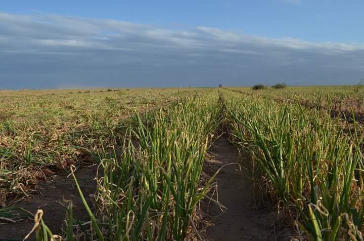 Campo · 875ha