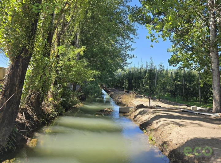 Campo