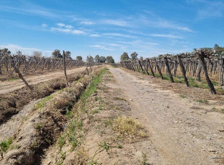 Campo · 7ha