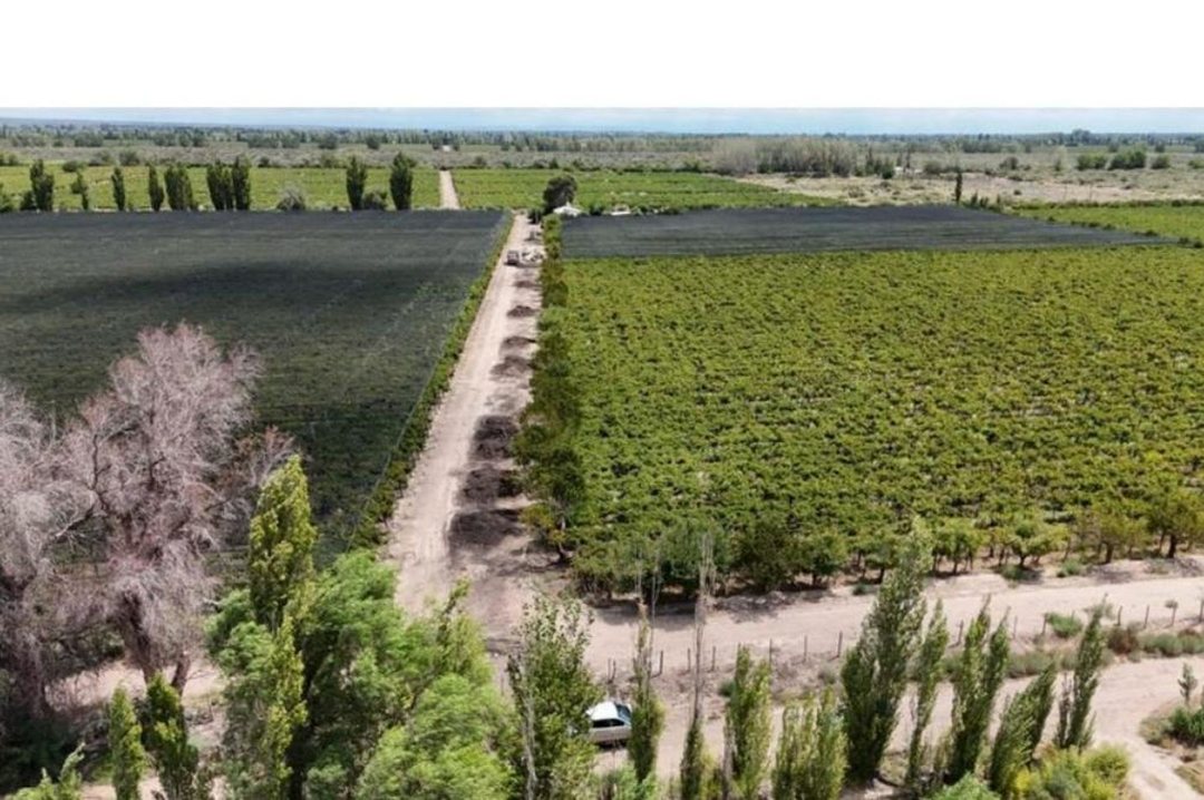 VENTA BODEGA - SANTA ROSA- MENDOZA