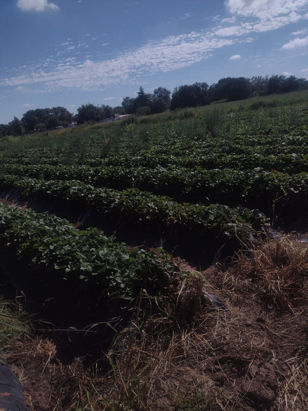 VENTA CAMPO AGRICOLA CAMINO 60 CUADRAS, CORDOBA
