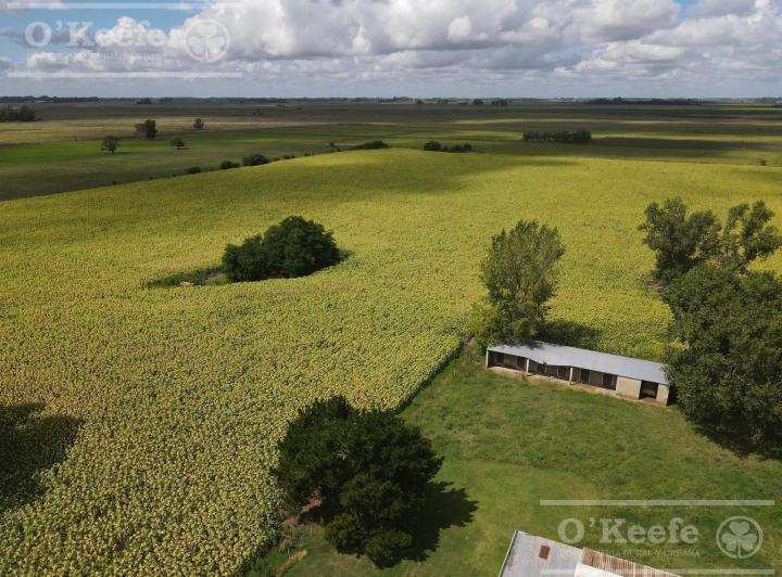 Campo · 55ha