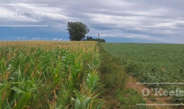Campo · 76ha