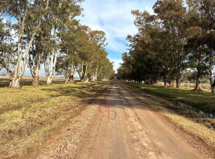 Campo · 316ha