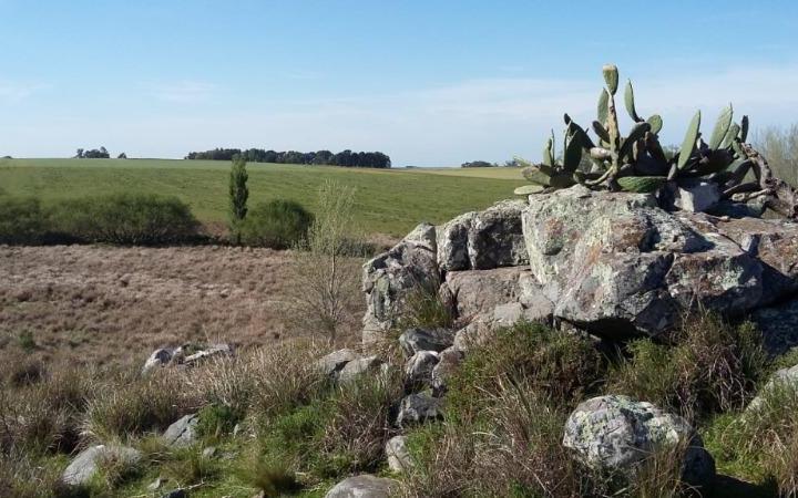Campo · 11ha