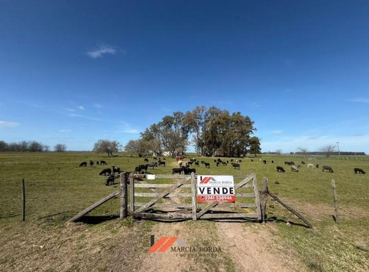 Campo