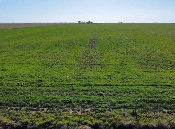 Campo
