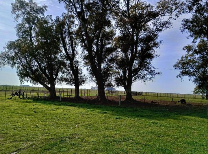Campo