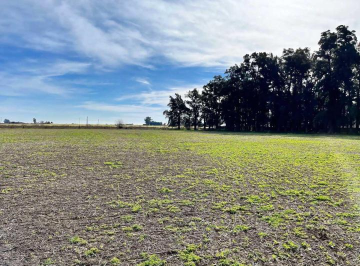 Campo · 31ha