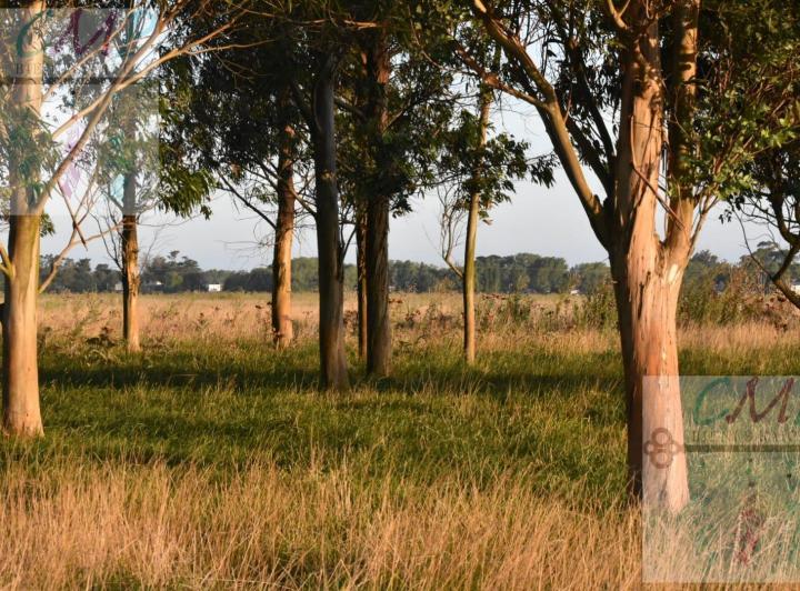 Campo · 70ha