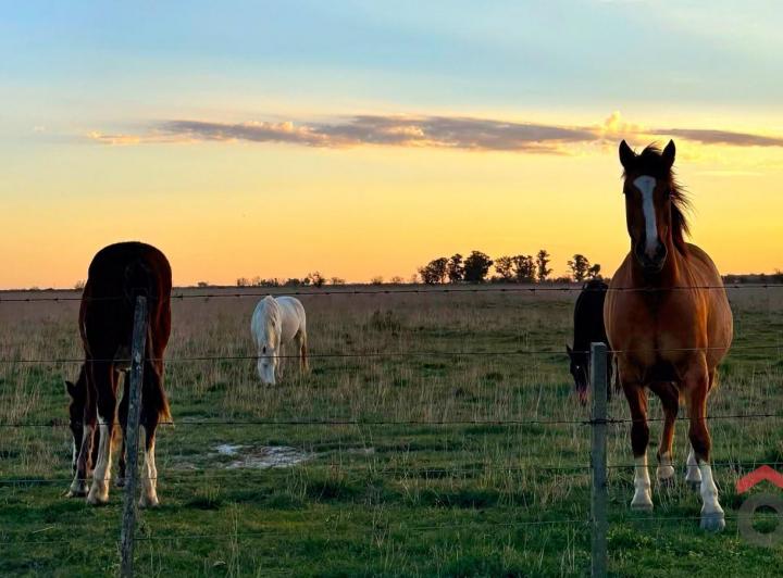Campo · 420000ha