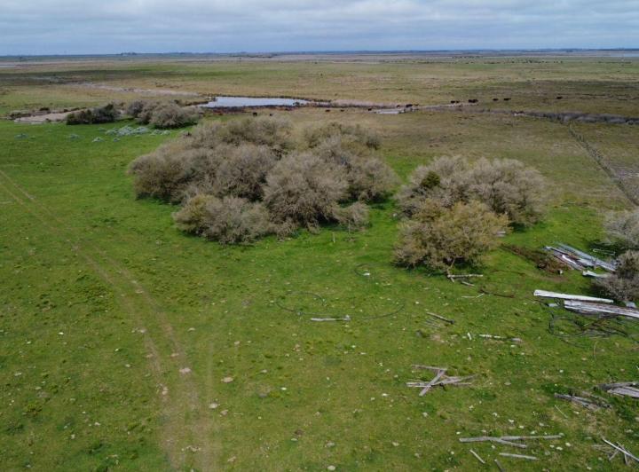 Campo · 249ha