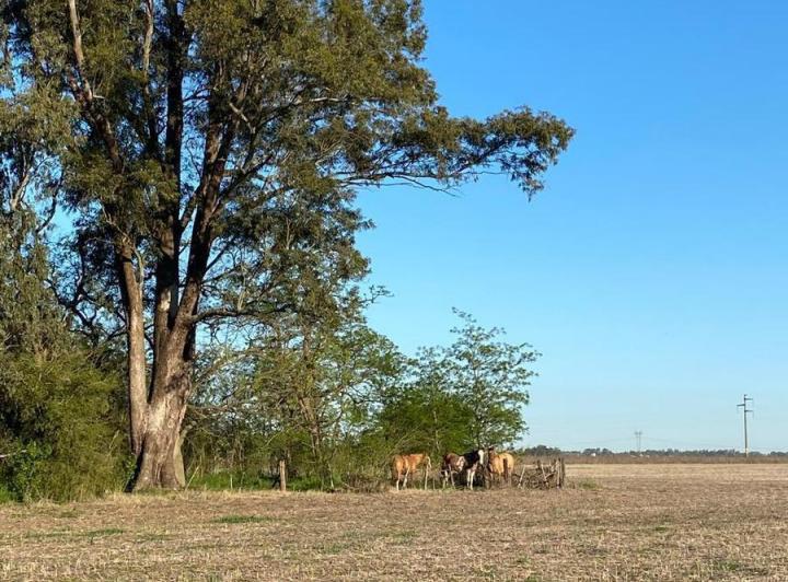 Campo · 195000ha
