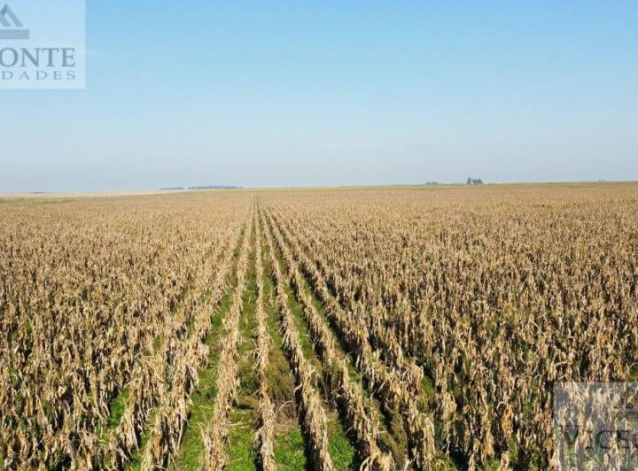 Campo · 1409ha