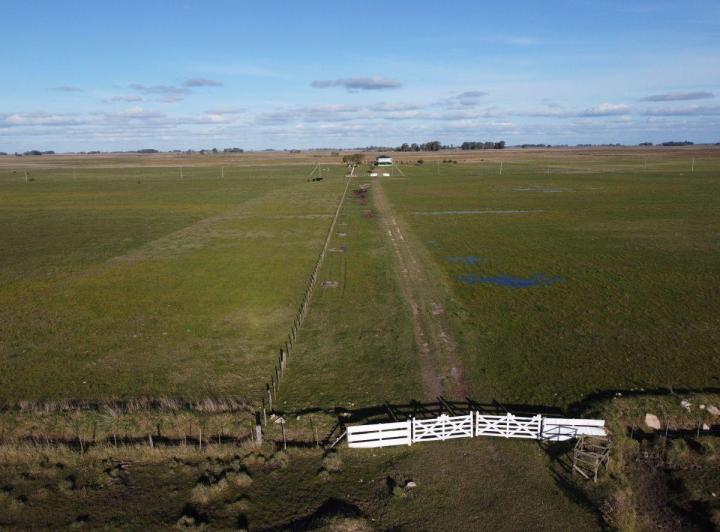 Campo · 1ha
