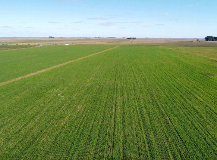 Campo · 611m²