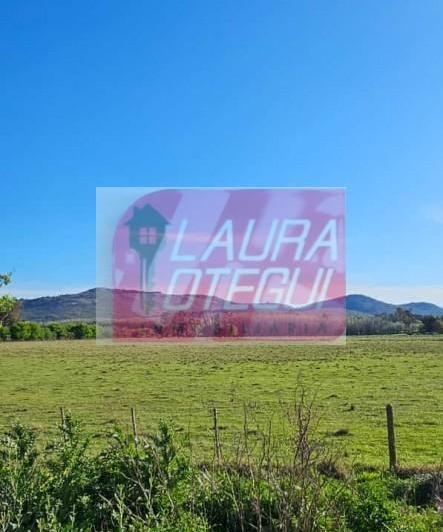 Campo · 39000ha