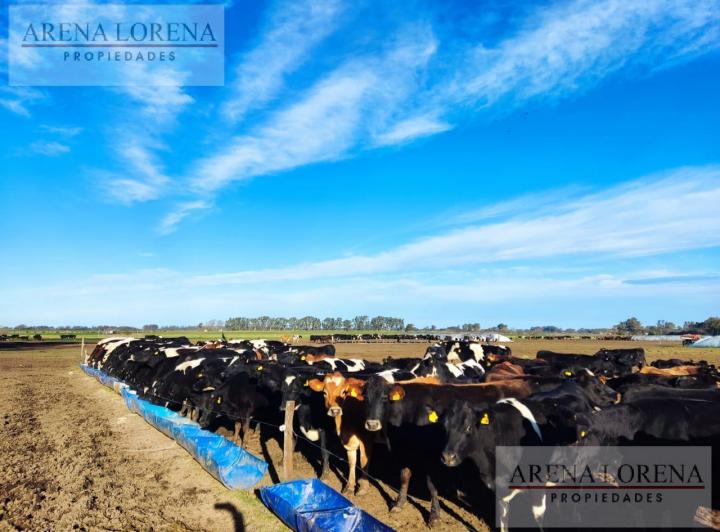 Fondo de comercio · 5000000ha · 5 Ambientes · 10 Cocheras
