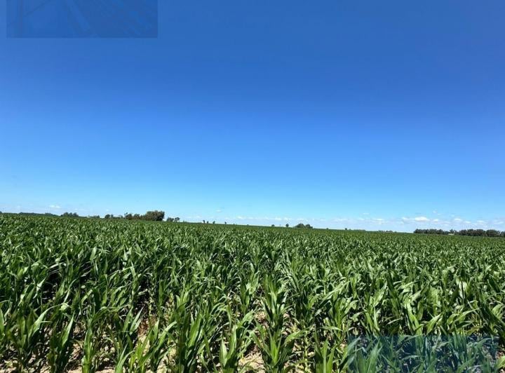Campo