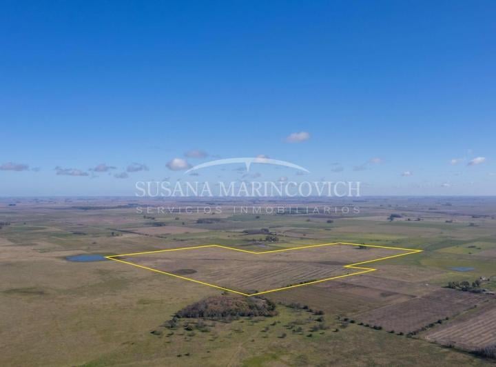 Campo · 800000ha