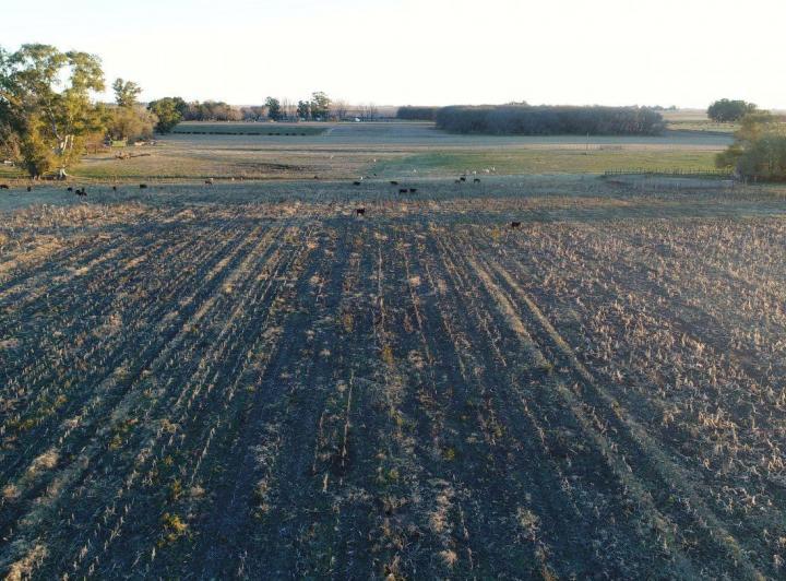 Campo · 310m²