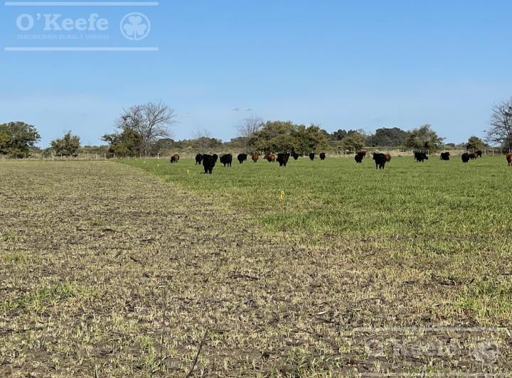 Campo · 450ha · 3 Ambientes