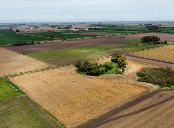 Campo
