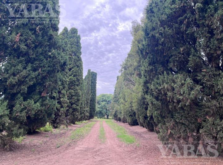 Campo