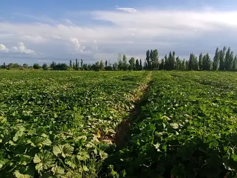 Venta finca productiva los corralitos guaymallen