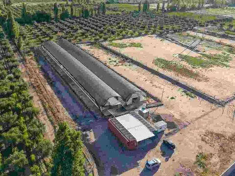 Inversión campo invernáculo y olivos maipú ruta 60