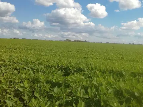 Venta excelente campo agricola, ruta 11, marc. esc