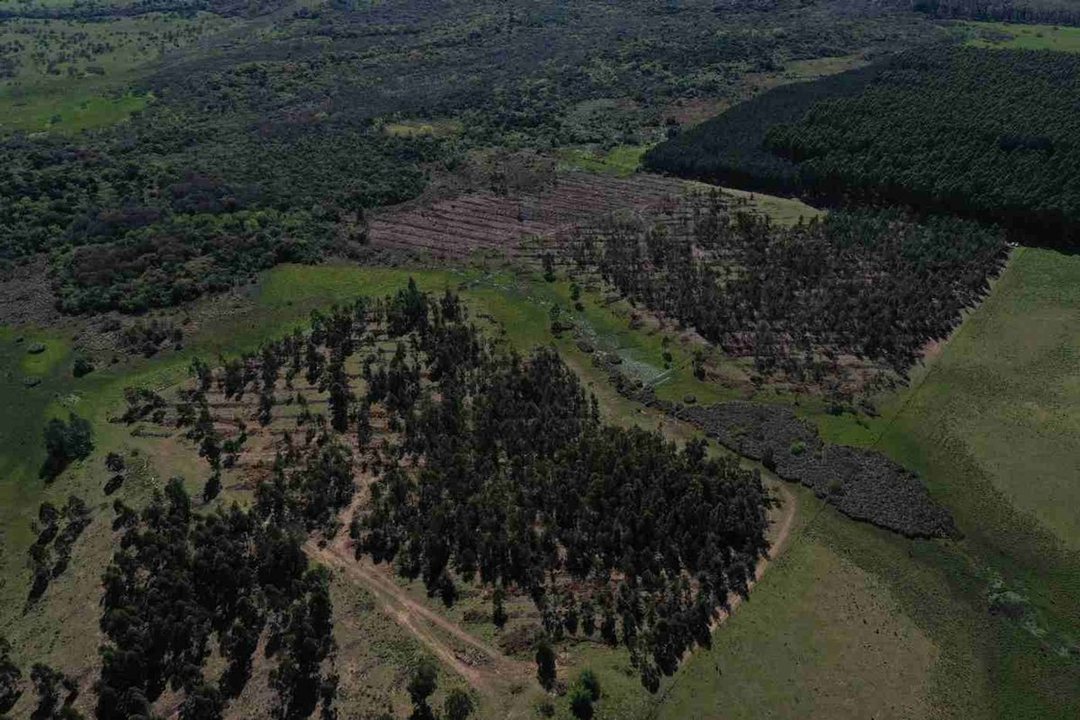 60 Has de campo forestal en Concordia