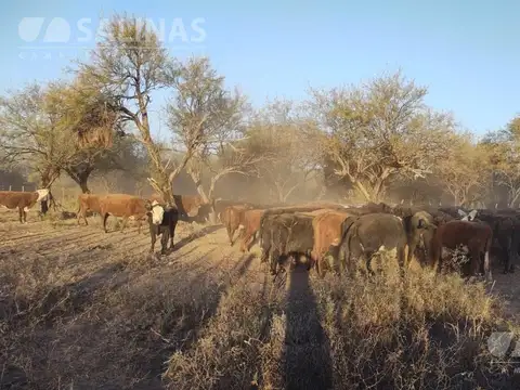 Campo ganadero en ayacucho, san luis